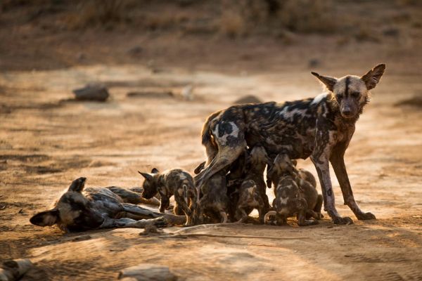 Impodimo Game Lodge wild dog 600x400