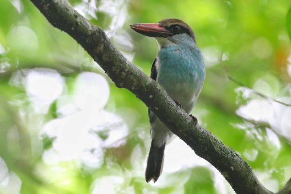 PrincipeBlue-breastedKingfisher 600x400