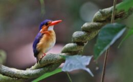 São Tomé and Príncipe – A Twitchers Gem