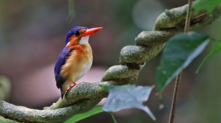São Tomé and Príncipe – A Twitchers Gem