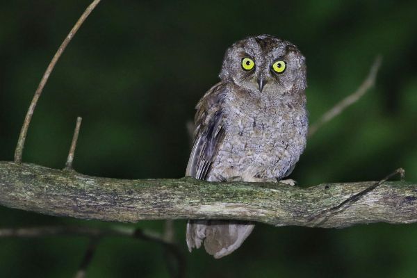 Principe Scops Owl