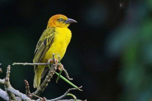 Principe Weaver