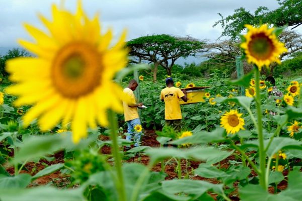 Crop fields with beehives