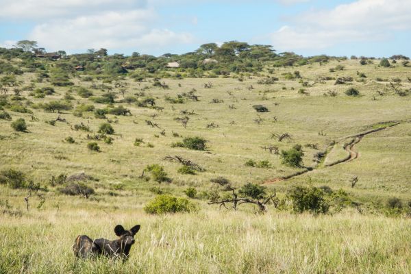Wild Dog in front of Lewa House 600x400