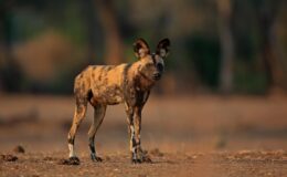 Where can I see African wild dog on safari?