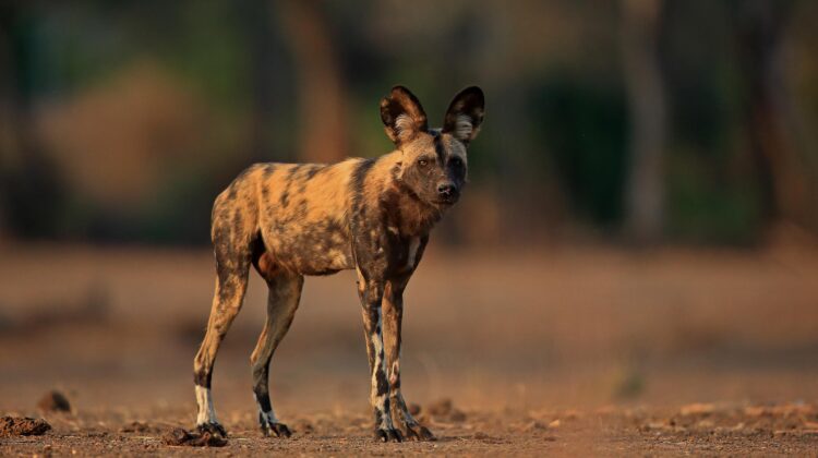 Where can I see African wild dog on safari?
